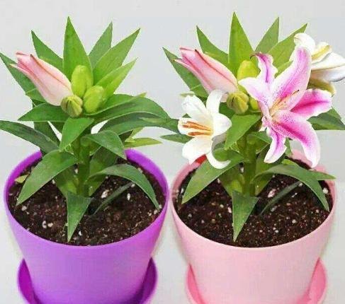 百合花养殖方法与技巧（盆栽百合的栽培技巧）