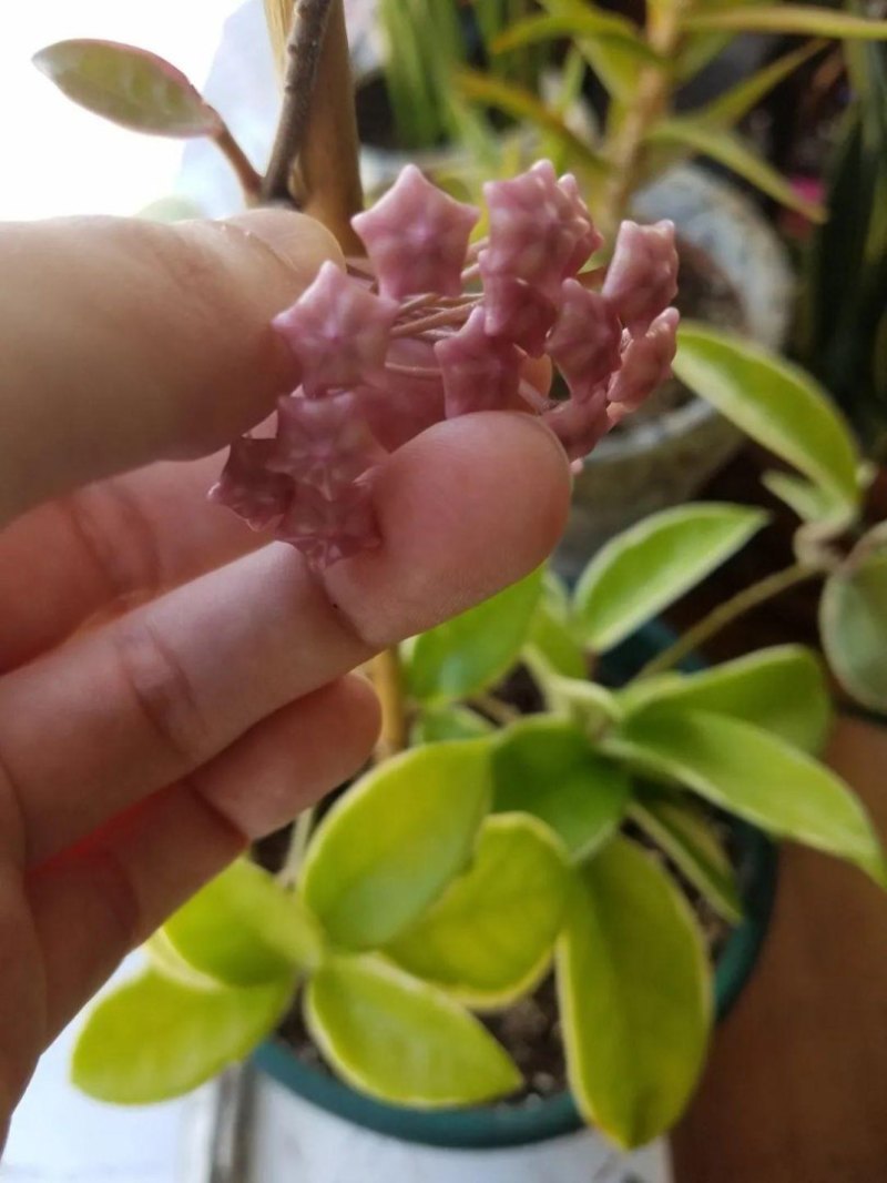 球兰花怎样才能养才开花（球兰快速开花的小窍门）