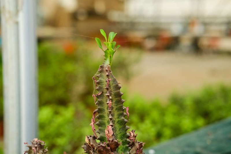 龙骨花的养殖方法 - 花百科