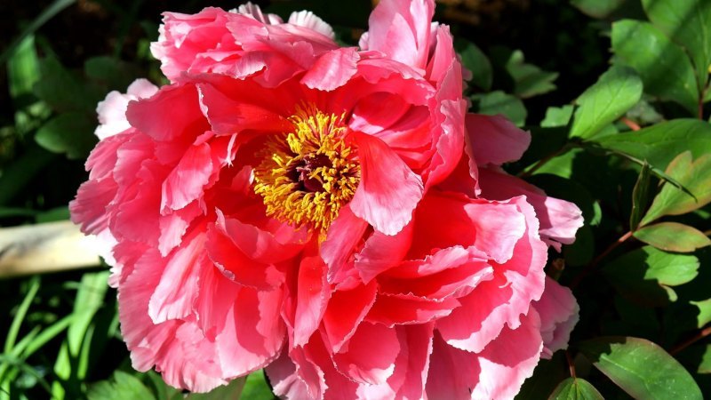 花品种有哪些（常见的花卉名称）