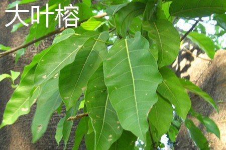 高山榕和大叶榕的区别