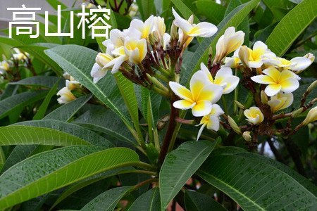高山榕和大叶榕的区别