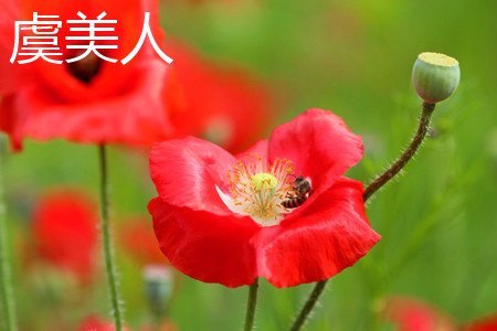 鬼罂粟和虞美人的区别