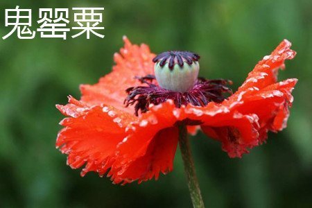 鬼罂粟和虞美人的区别