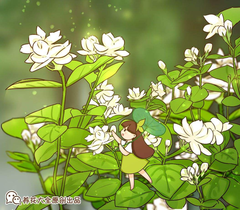 茉莉的养殖方法（家庭盆栽茉莉养护小妙招）