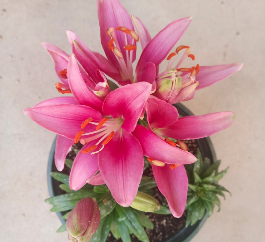 百合花怎么种植（百合种植方法和时间）