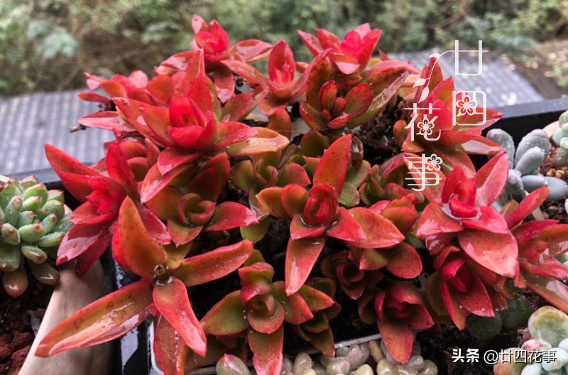 普通多肉植物名称有哪些（常见多肉植物的品种大全）