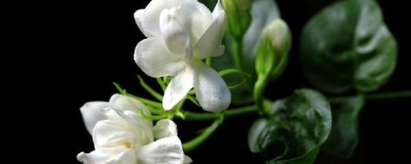 茉莉花怎么种植方法（详解茉莉花养护技巧）