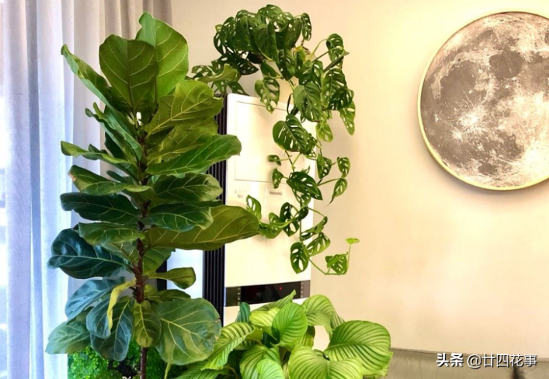 室内最好养的花卉有哪些（最适合室内养的花排名）