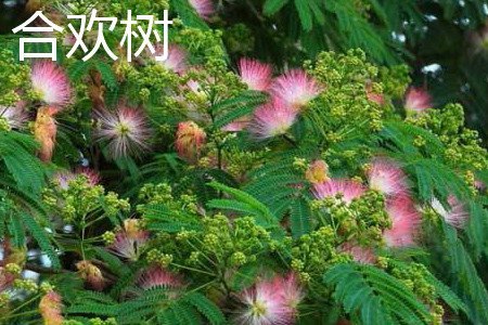 金合欢树和合欢树的区别
