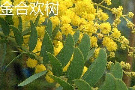 金合欢树和合欢树的区别