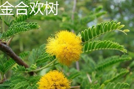 金合欢树和合欢树的区别