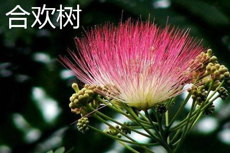 金合欢树和合欢树的区别