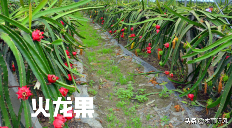 火龙果树的种植方法（火龙果种植技术和技巧）