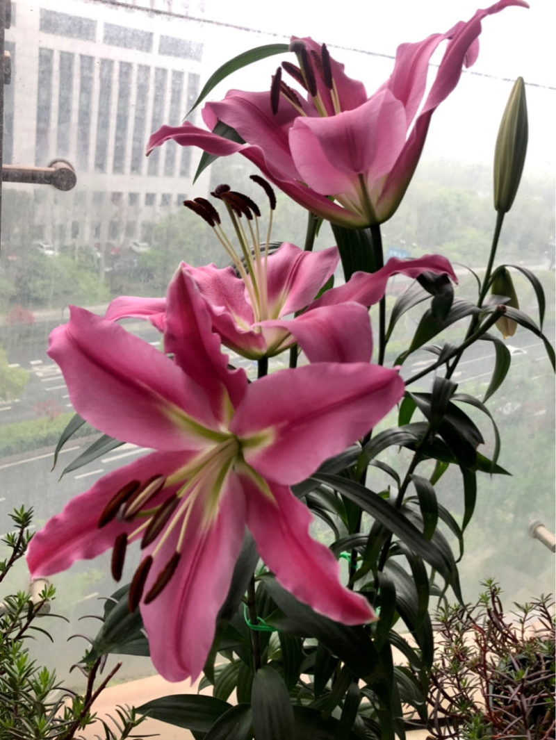 百合花的特点与外形（百合花品种大全图解）