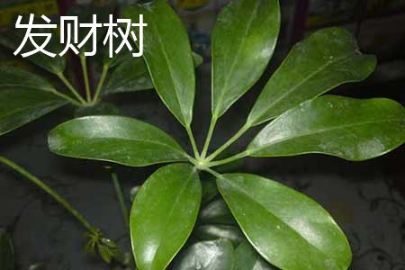 鸭脚木和发财树的区别