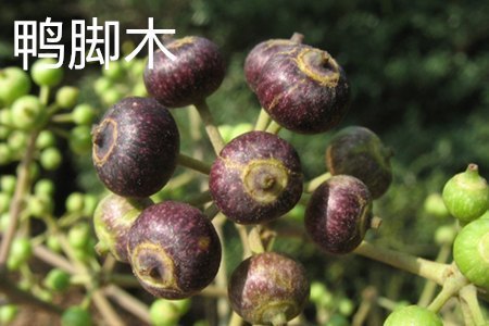 鸭脚木和发财树的区别