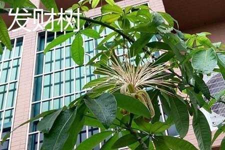 鸭脚木和发财树的区别