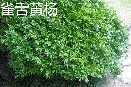 雀舌黄杨和瓜子黄杨的区别