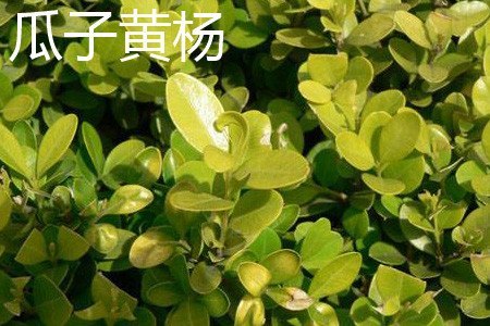 雀舌黄杨和瓜子黄杨的区别
