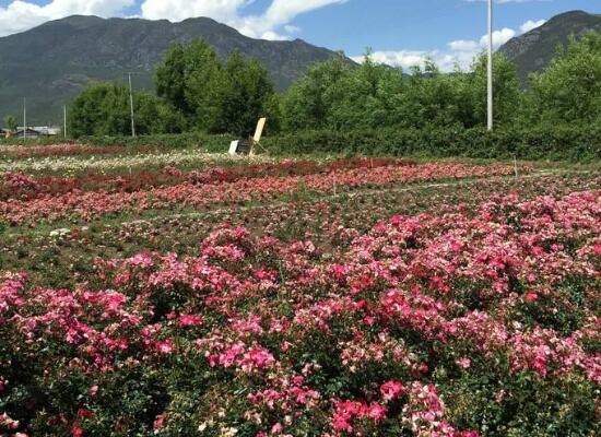 玫瑰花含义是什么意思（玫瑰花的象征意义和精神）