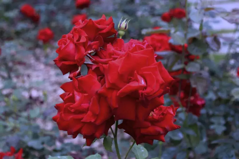 玫瑰花语代表什么（各色玫瑰花语大全）