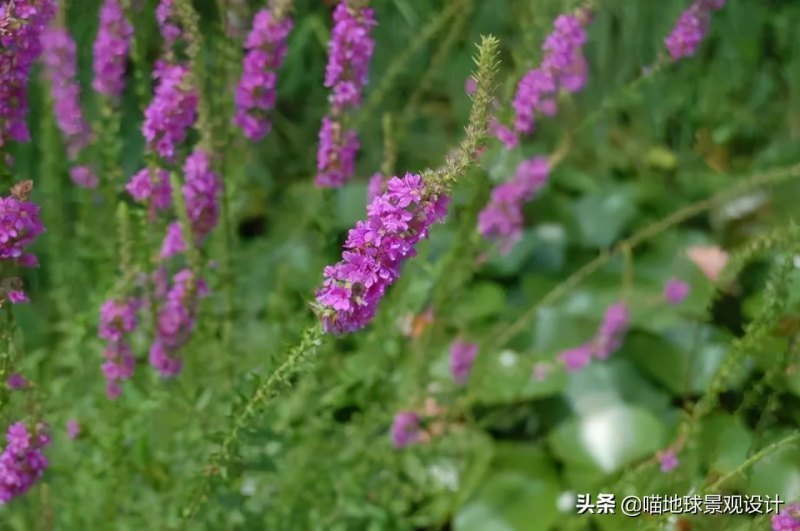 耐盐碱植物是什么意思（适合盐碱地生长的植物）