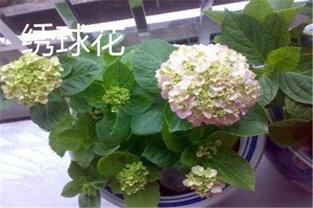 龙船花和绣球花的区别