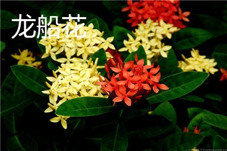 龙船花和绣球花的区别