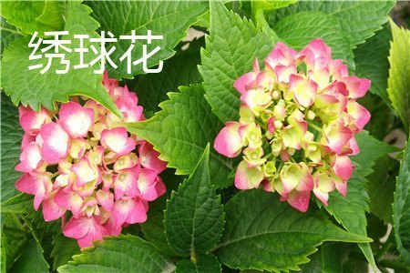 龙船花和绣球花的区别