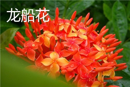 龙船花和绣球花的区别