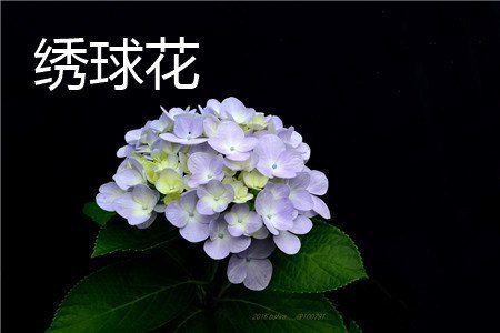 龙船花和绣球花的区别