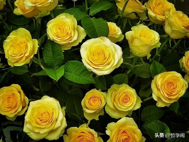 黄玫瑰花语每朵代表什么（黄玫瑰花的含义及象征）