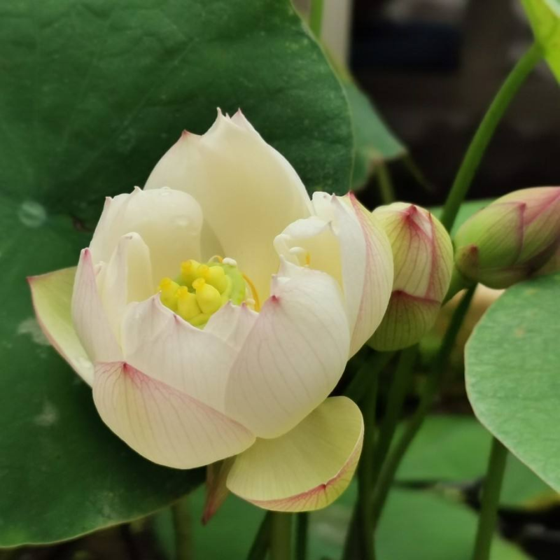 夏天常见的花有哪些（夏天八种最美的花介绍）
