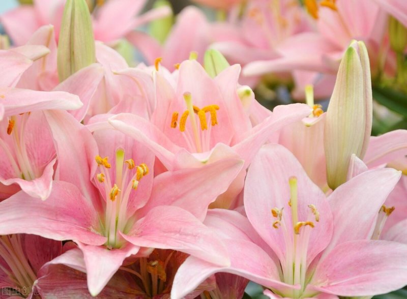 百合花语是什么意思（关于百合花语象征与传说）