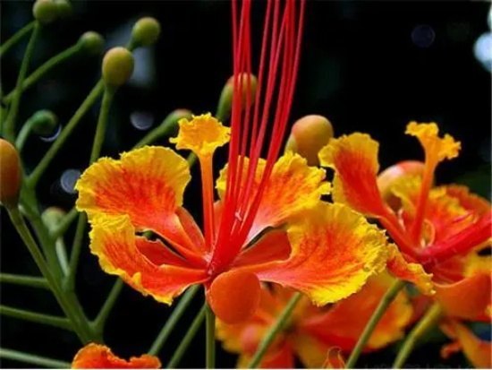 马利筋（金凤花）的花语