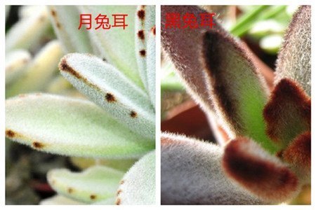 月兔耳和黑兔耳的区别