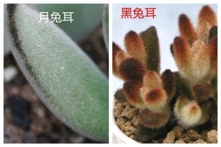 月兔耳和黑兔耳的区别