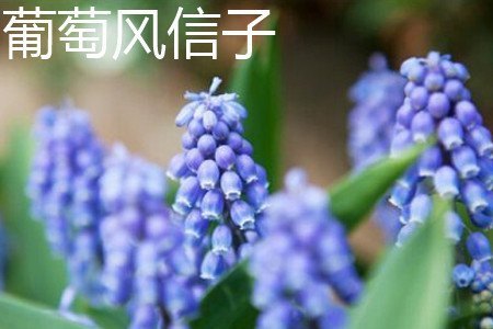 风信子和葡萄风信子有什么区别