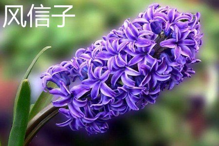 风信子和葡萄风信子有什么区别