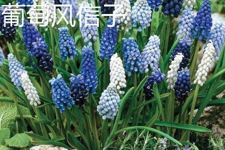 风信子和葡萄风信子有什么区别