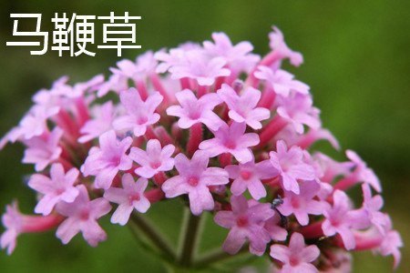 马鞭草和迷迭香的区别