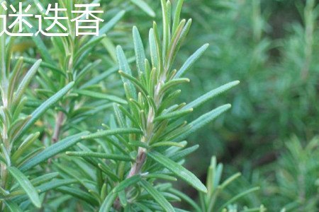 马鞭草和迷迭香的区别