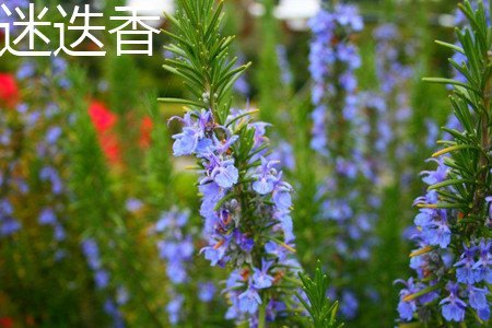 马鞭草和迷迭香的区别