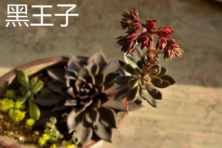 黑王子叶子.jpg 黑王子叶子.jpg