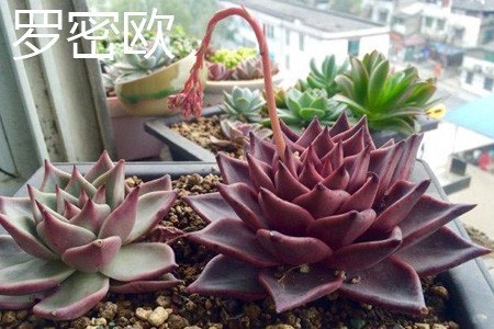 黑王子和罗密欧的区别