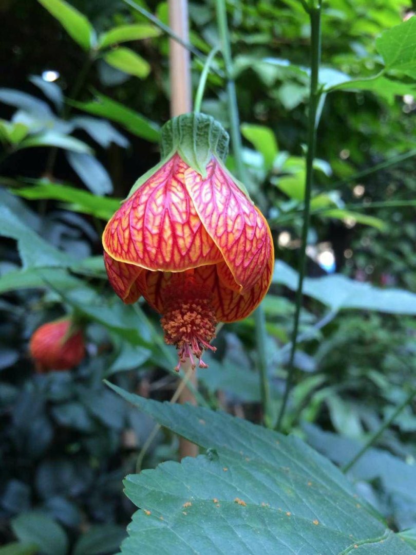 金铃花的养殖方法（关于金铃花花语象征意义）