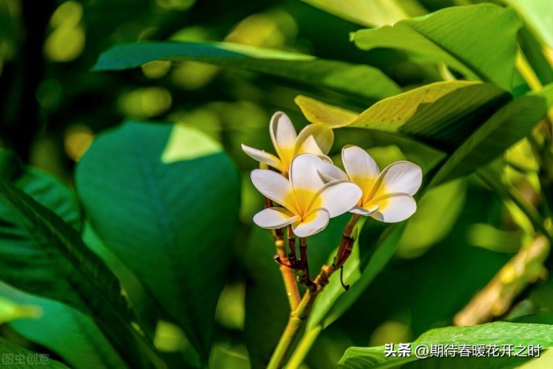 鸡蛋花的花语是什么（浅谈鸡蛋花的寓意和传说）
