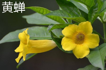 黄蝉和软枝黄婵的区别