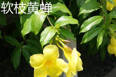 黄蝉和软枝黄婵的区别